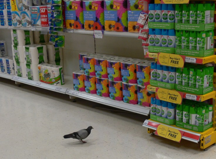 Shopping is for the birds