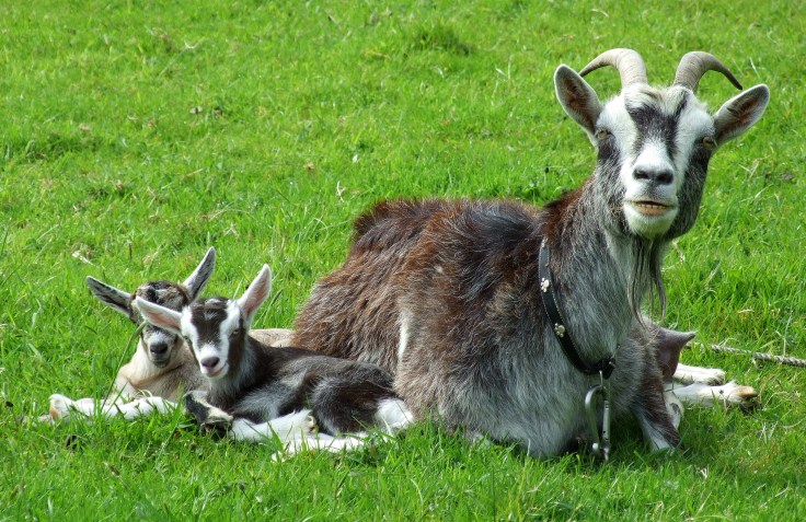Smiling, happy goats....or should that be goatees!