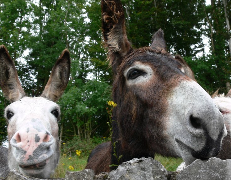 Elvis isn't dead Elvis isn't dead