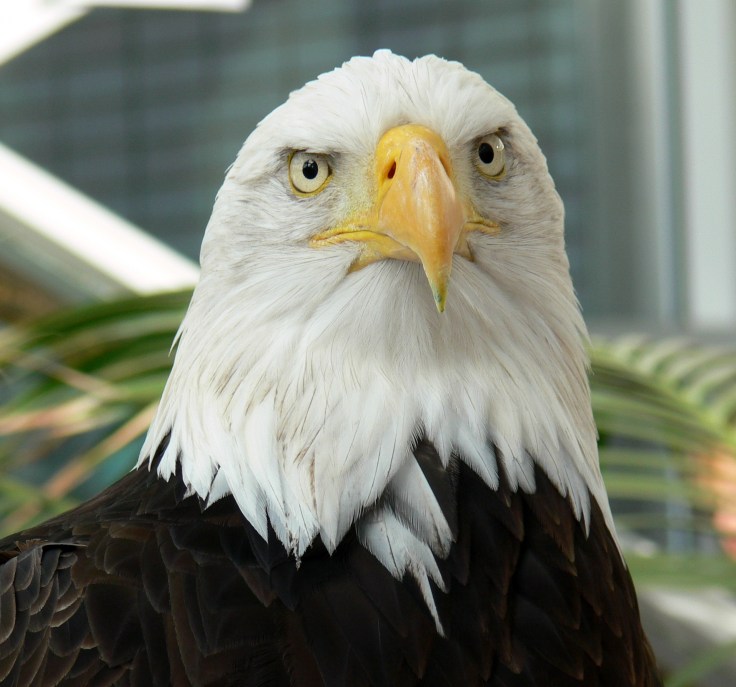 Alaska the bald eagle Alaska the bald eagle