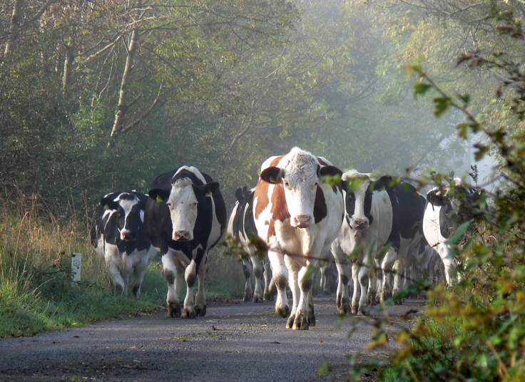 Sligo Traffic Jam