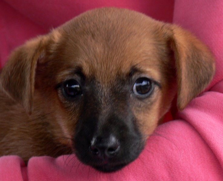 One of the cute puppies from Tullyboy Farm