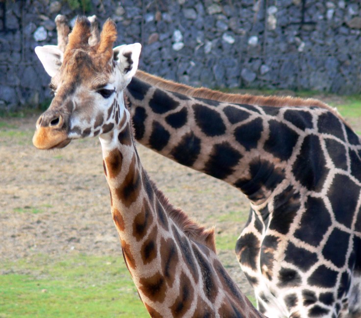 Giraffe with two necks!