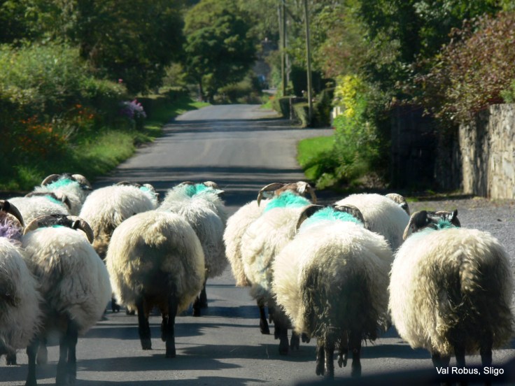 Rush hour in Sligo