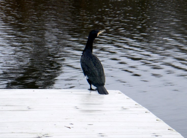 Cormorant