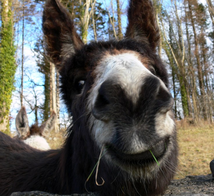 Happy Donkey