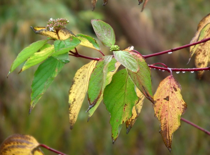 Rainy leaves