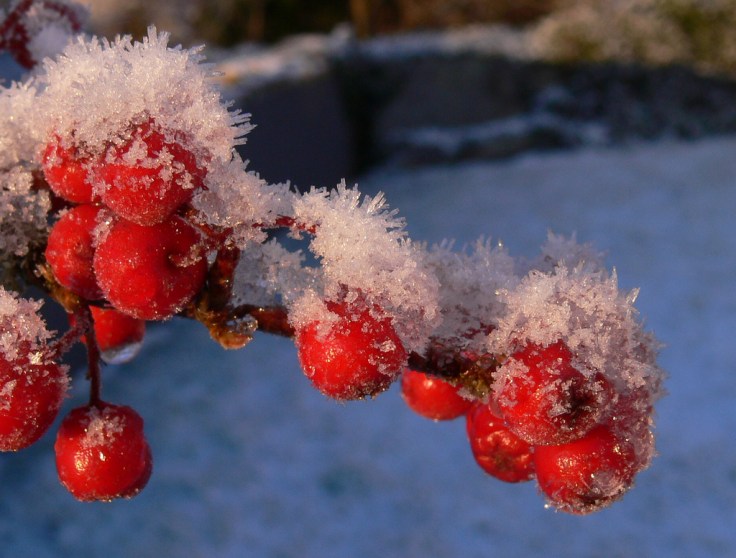 5214170062_c6167fe8e5_b