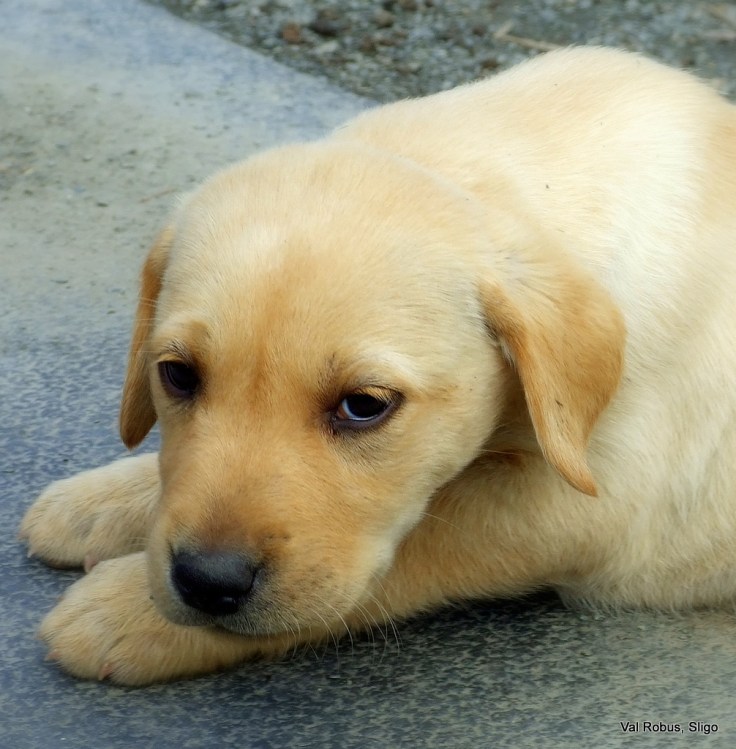 Puppy dog eyes
