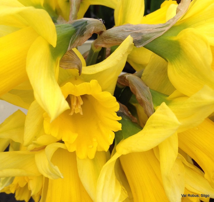 Daffodils