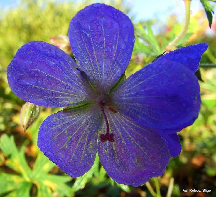 1598311071_d4b8d71fd5_b