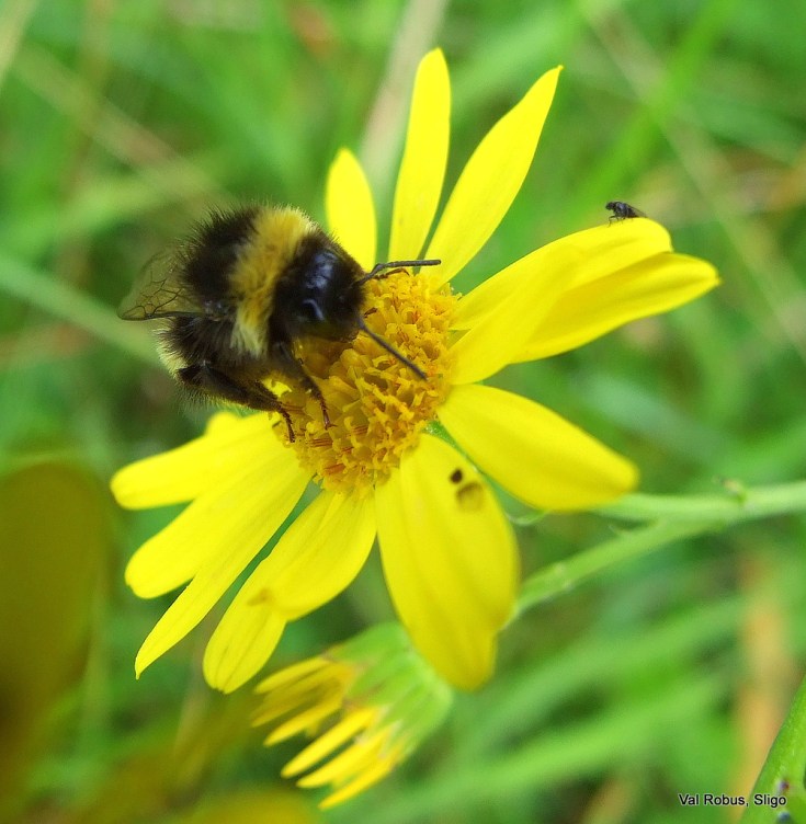 2786802432_968d7f8cfa_b