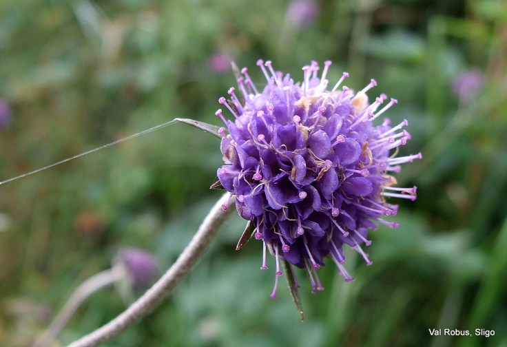 2850010983_0bbfa2928e_b