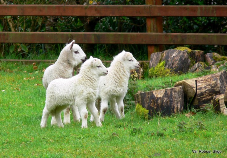 3445281684_a888f27fc5_b-001