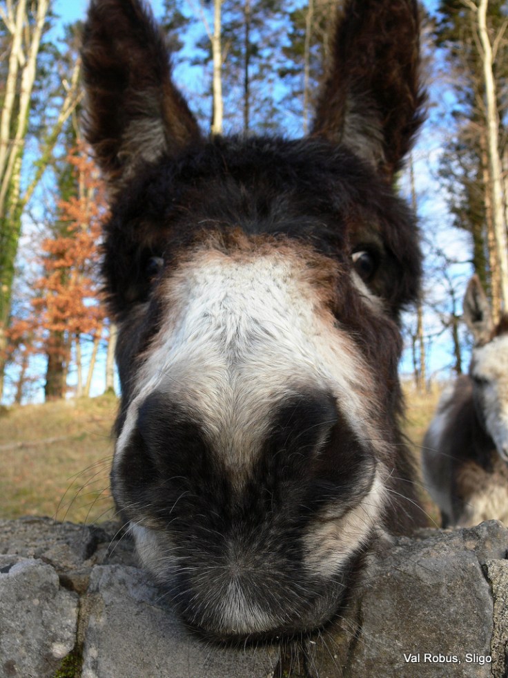 4100055355_01fa4cdf27_b