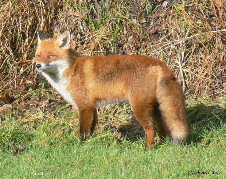 5450078851_422ea013dd_b