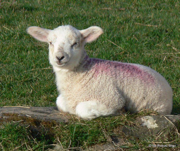 5573655861_99e51fb7aa_b