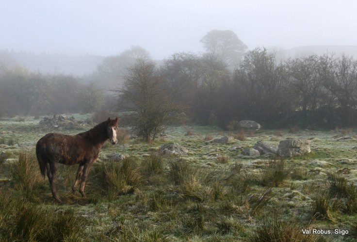 Horse in the mist