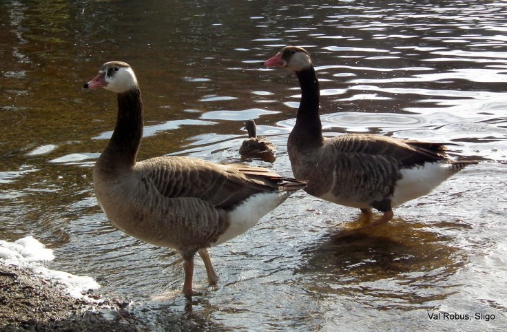 Geese