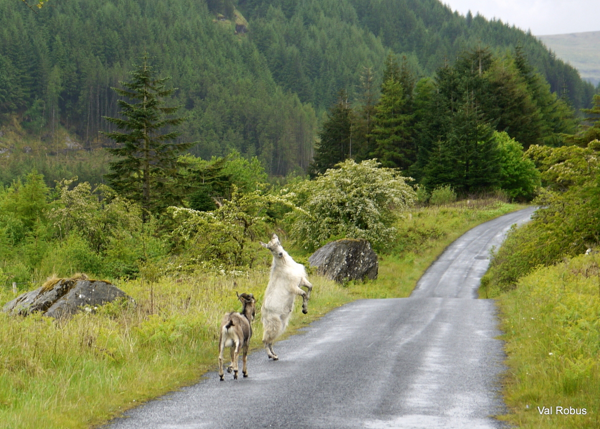 Wild goats in the Ladies Brae, Sligo