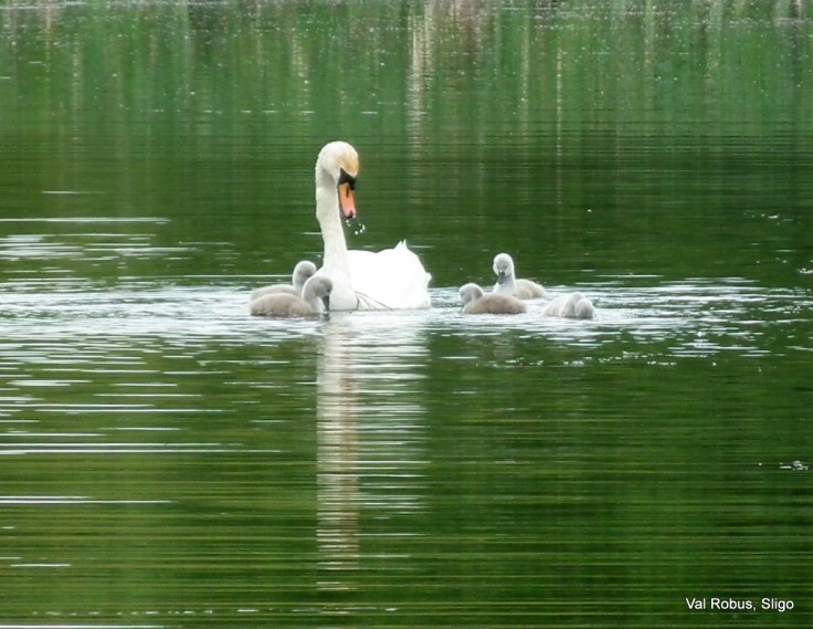 Sligo cygnets