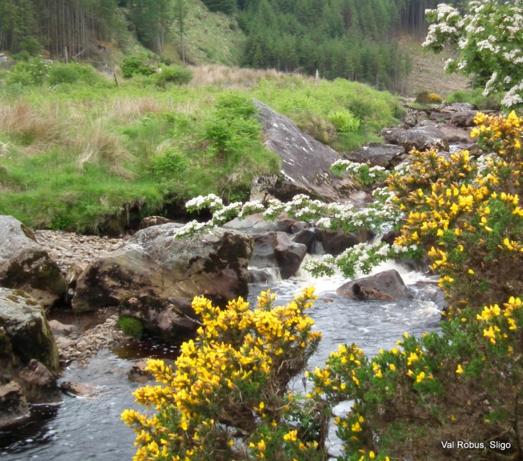 Gorse and water