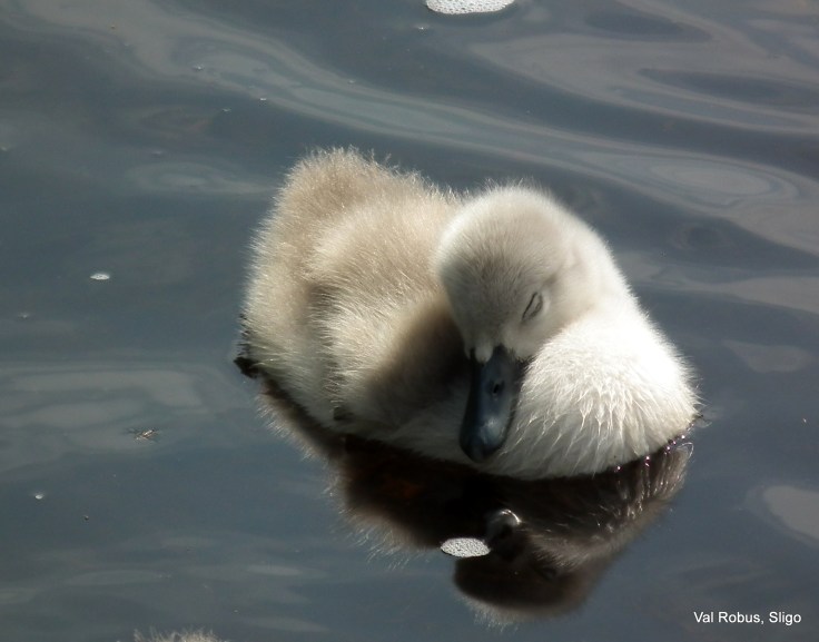 Cygnet