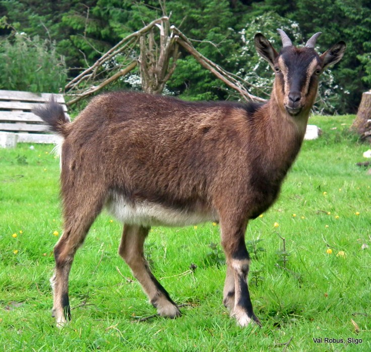 Pygmy goat