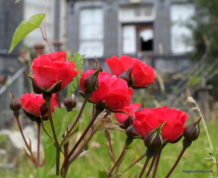 The flowers still bloom