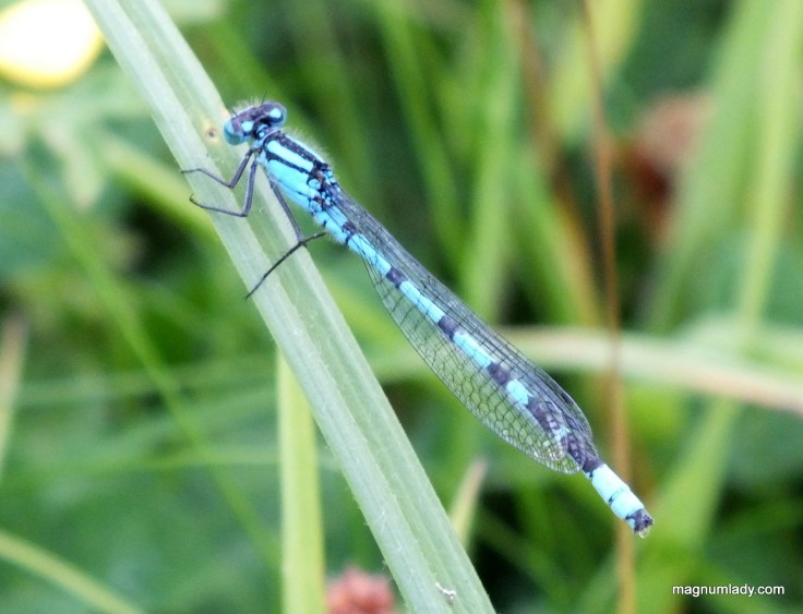 Blue damselfly