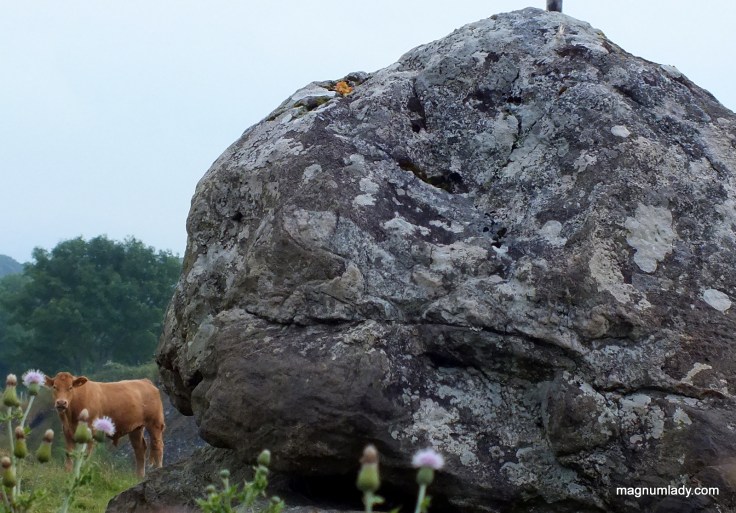Cows rock