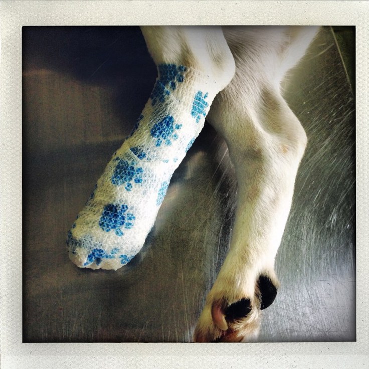 Bandaged foot