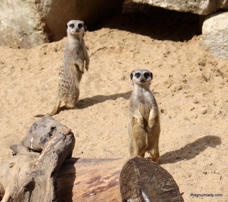 Meerkats