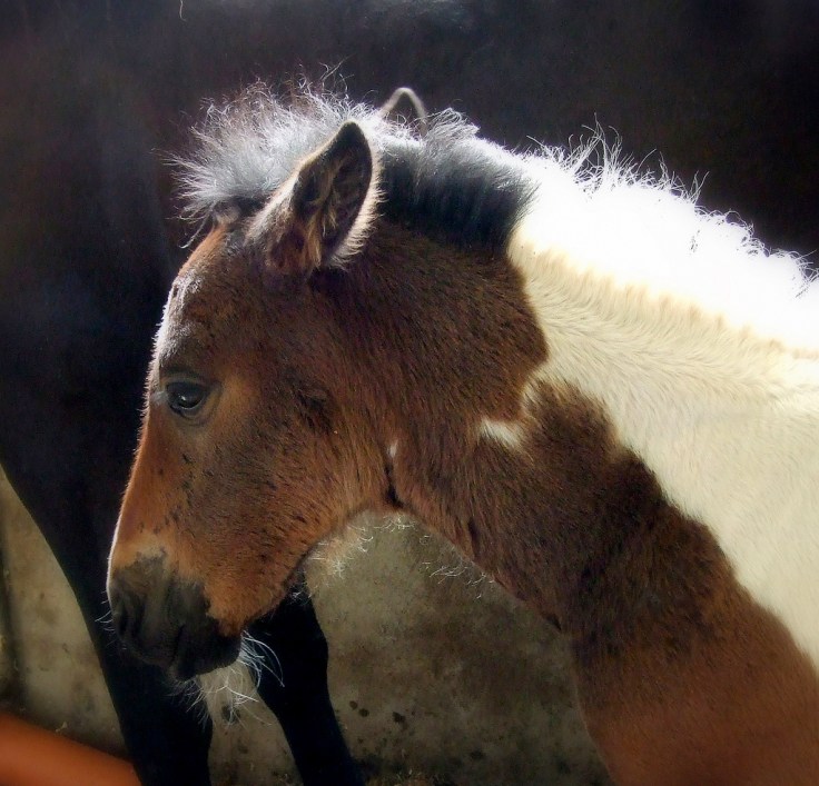 2583943620_69320b4bb9_b