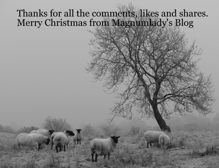 5372918583_15ffd1dfd3_o-002