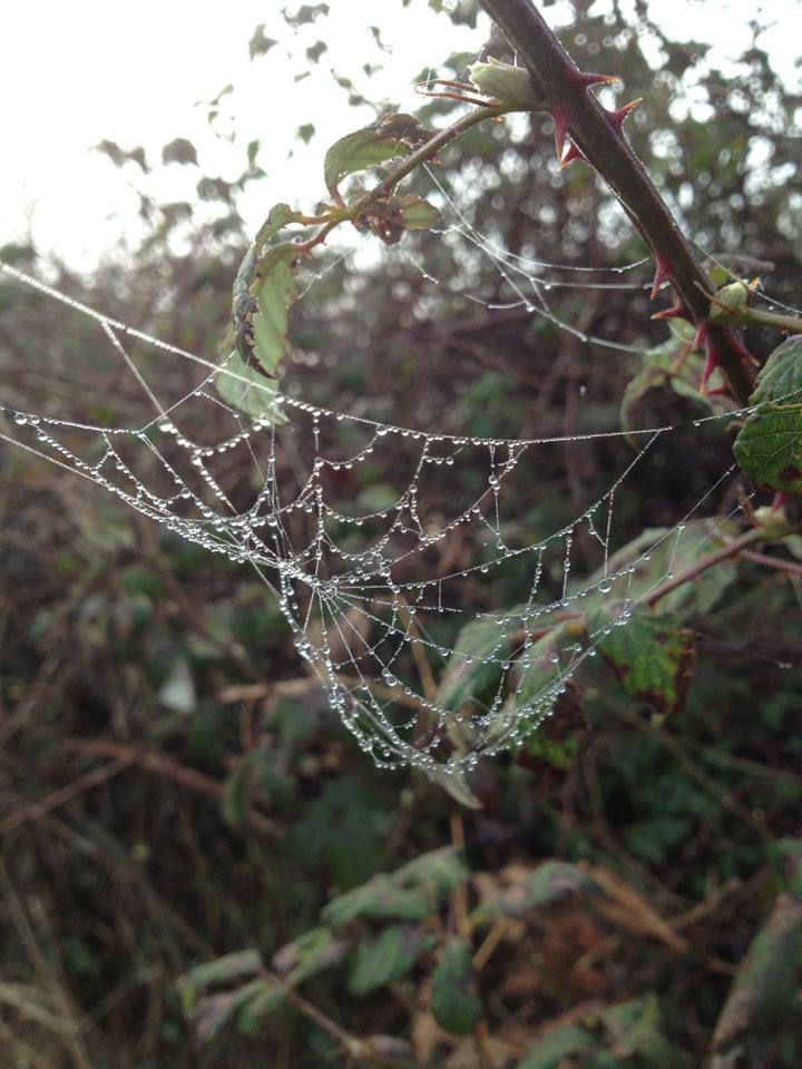 1619357_839796412713864_2065135786_n