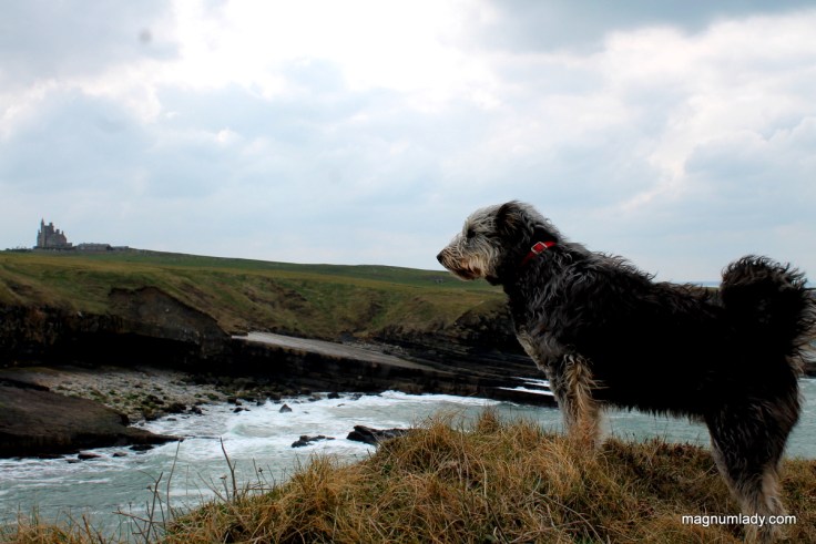 The dog and the castle