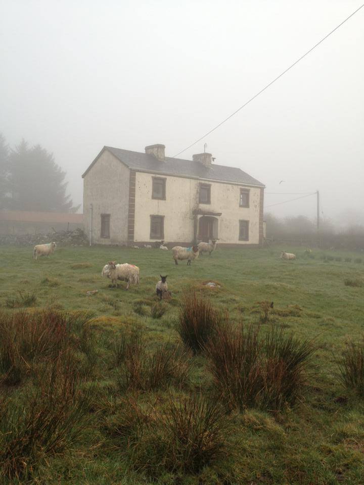 House in the fog with sheep