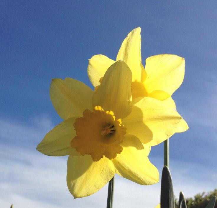 Yellow flowers and a blue sky