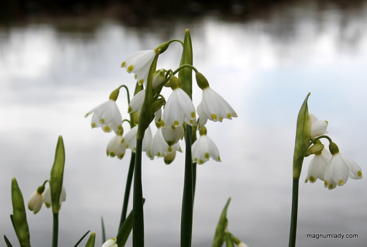 Snowdrops