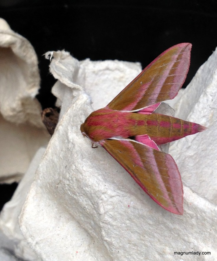 Elephant moth