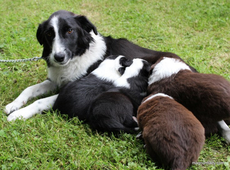 Lucy and her puppies