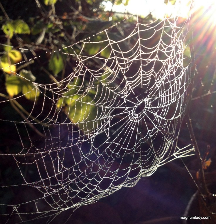 Cobweb