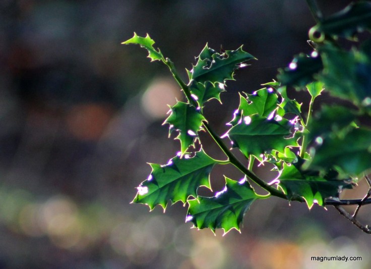 Holly in the sunshine