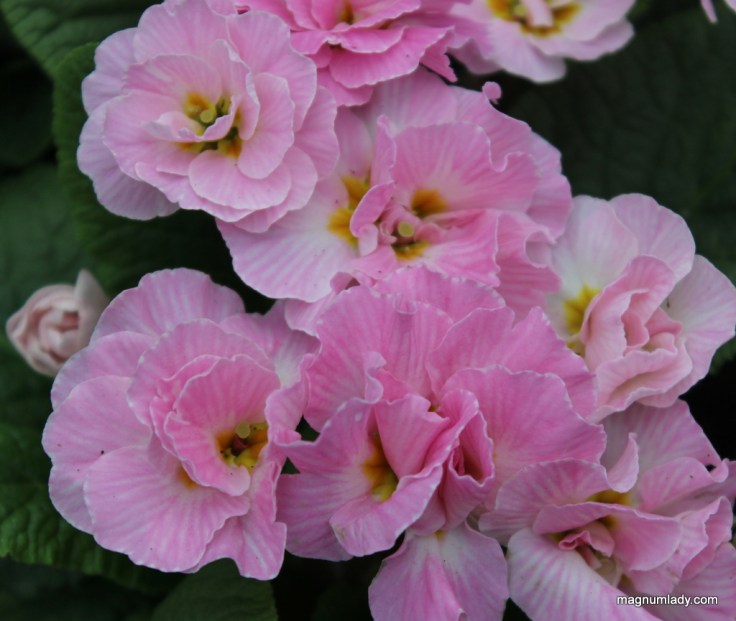 Double primroses