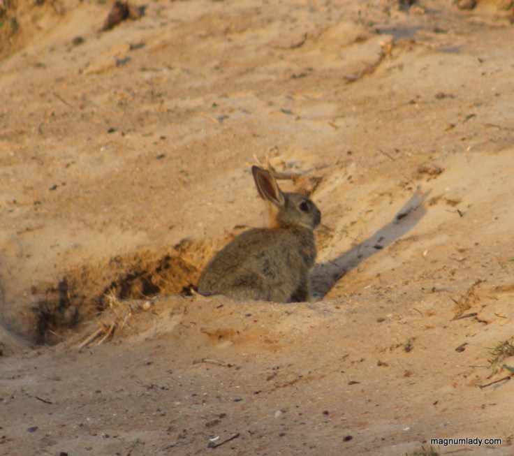 Rabbit on the beach