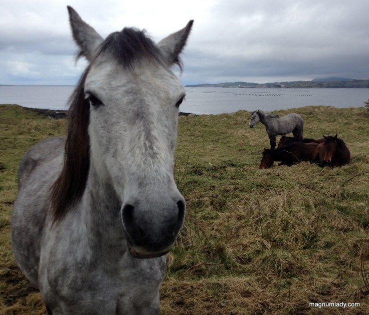 Horse at St. John's Point