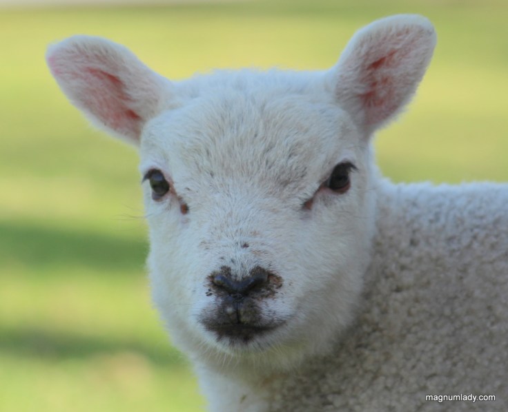 Lamb