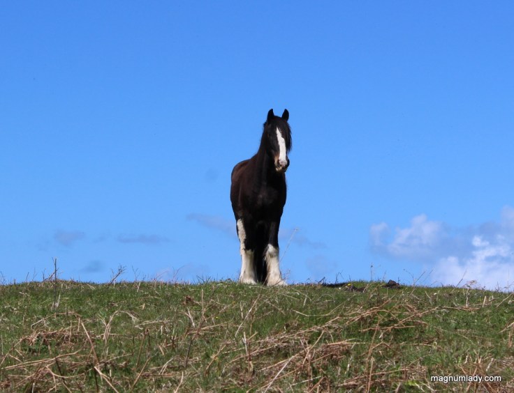 Horse on the island
