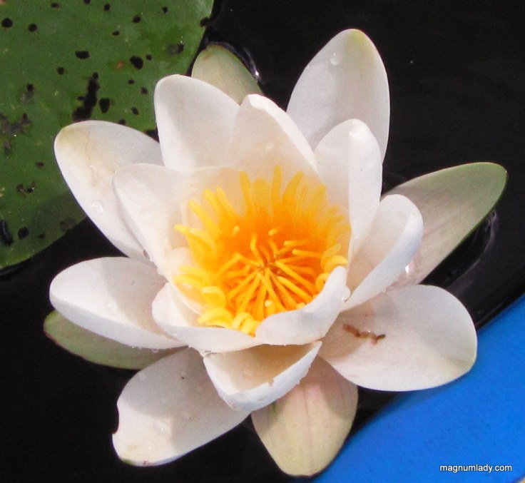Waterlily